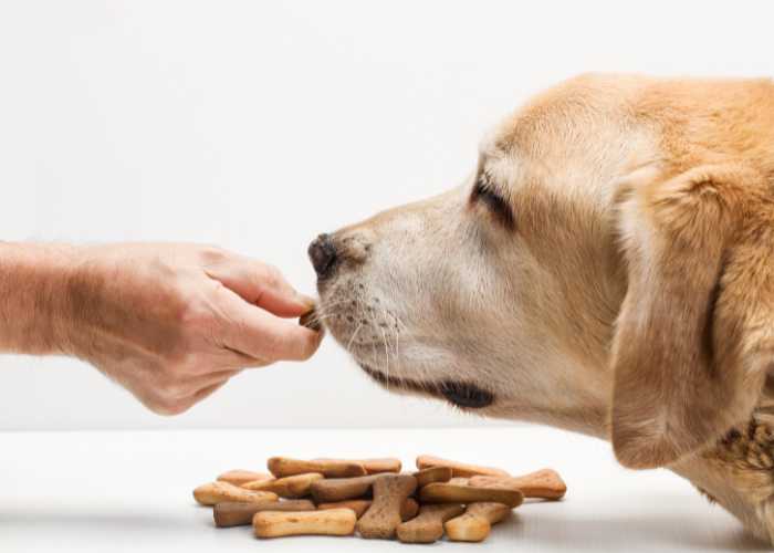 Un chien peut il rester sans manger